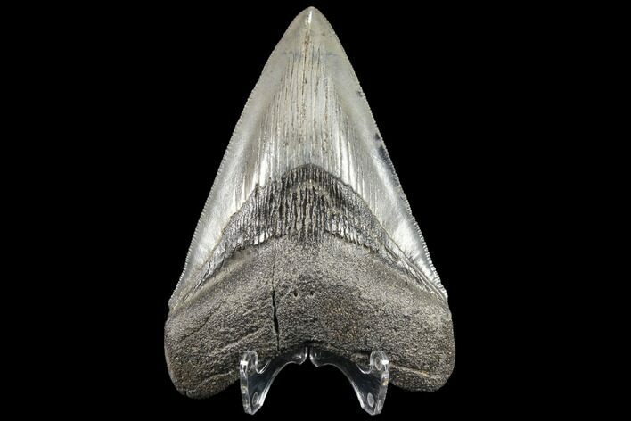 Serrated, Fossil Megalodon Tooth - Very Symmetrical #86275